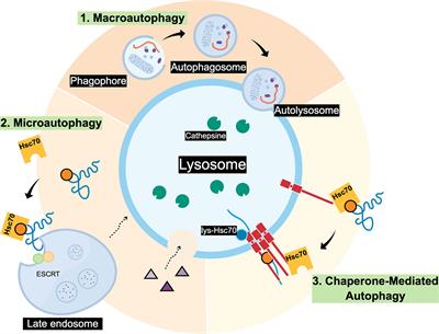 Chaperone Mediated Autophagy Substrates and Components in Cancer